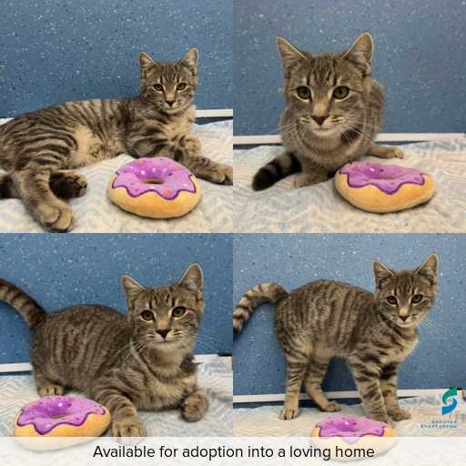 Photo of cat with ID of : C260644.