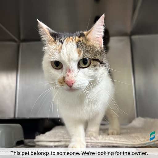 Photo of cat with ID of : C260651.