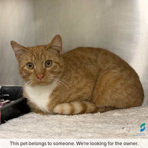 Photo of cat with ID of : C260652.