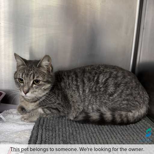 Photo of cat with ID of : C260653.
