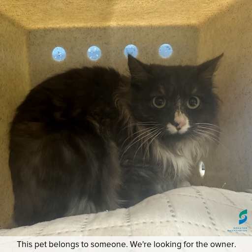 Photo of cat with ID of : C260658.
