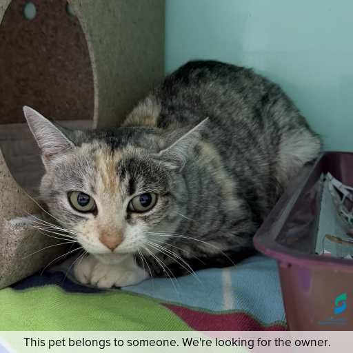 Photo of cat with ID of : C260659.
