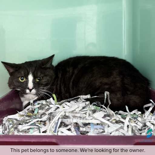 Photo of cat with ID of : C260660.