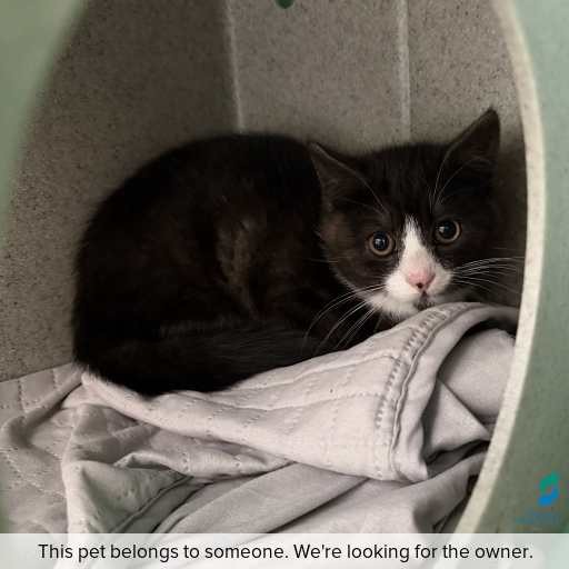 Photo of cat with ID of : C260661.