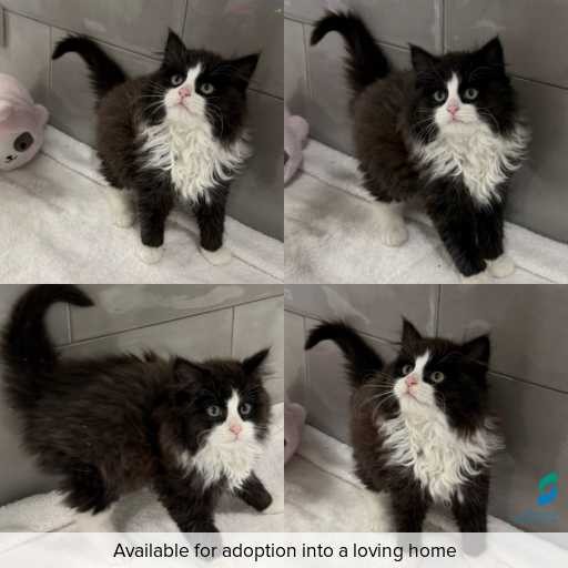 Photo of cat with ID of : C260662.