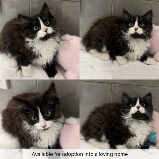 Photo of cat with ID of : C260663.
