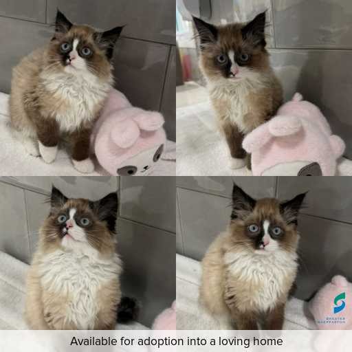 Photo of cat with ID of : C260664.