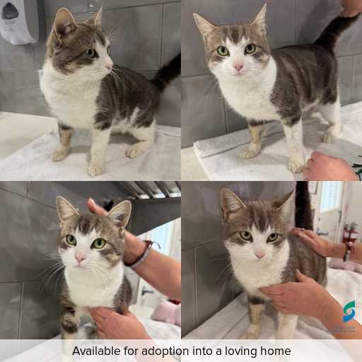 Photo of cat with ID of : C260688.