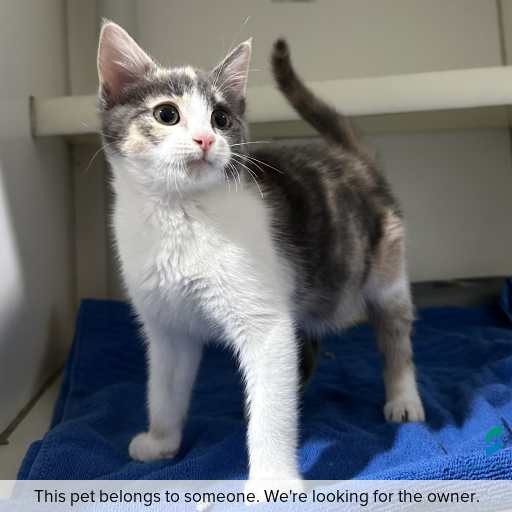 Photo of cat with ID of : C260697.