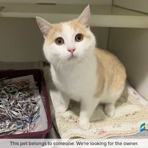 Photo of cat with ID of : C260699.