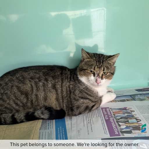 Photo of cat with ID of : C260705.