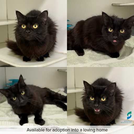 Photo of cat with ID of : C260711.