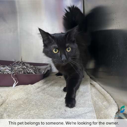 Photo of cat with ID of : C260711.