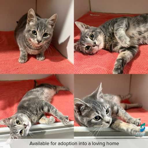Photo of cat with ID of : C260722.