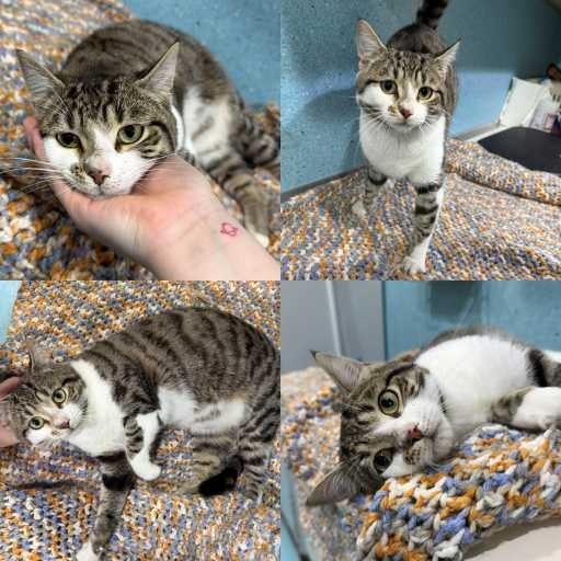 Photo of cat with ID of : C260729.
