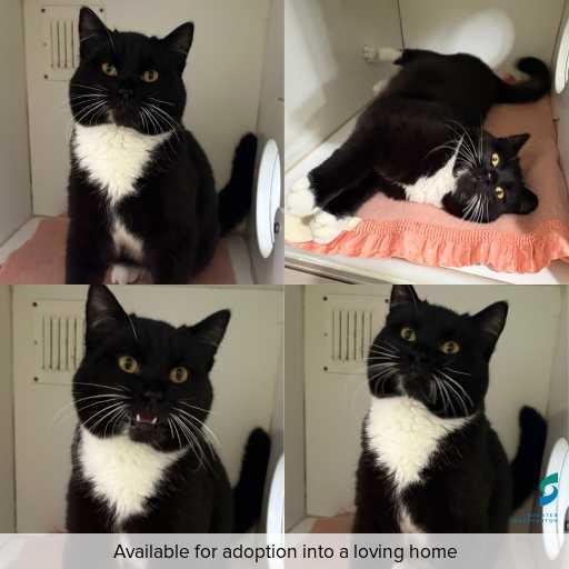 Photo of cat with ID of : C260740.