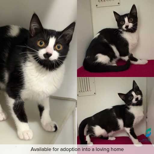 Photo of cat with ID of : C260766.