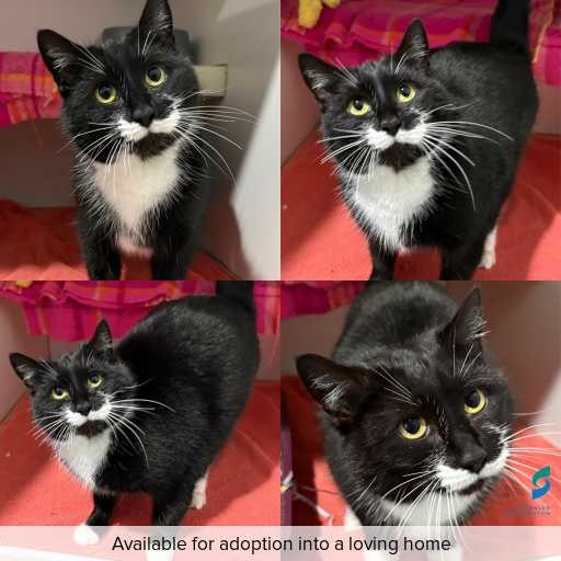 Photo of cat with ID of : C260767.