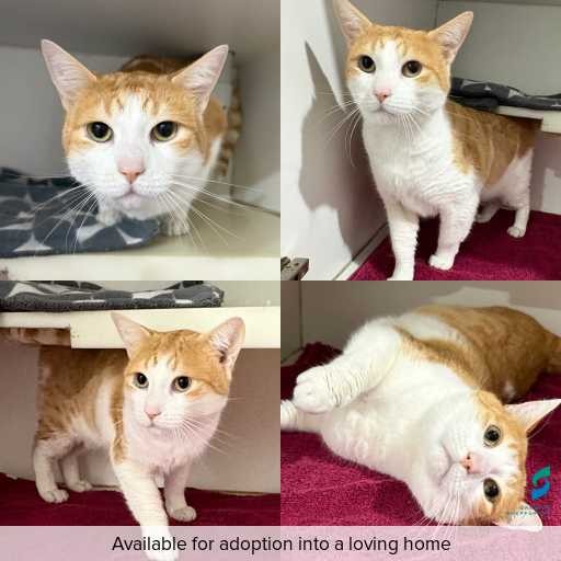 Photo of cat with ID of : C260768.