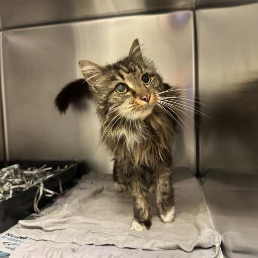Photo of cat with ID of : C260775.