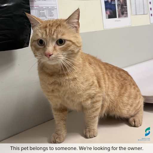 Photo of cat with ID of : C260776.
