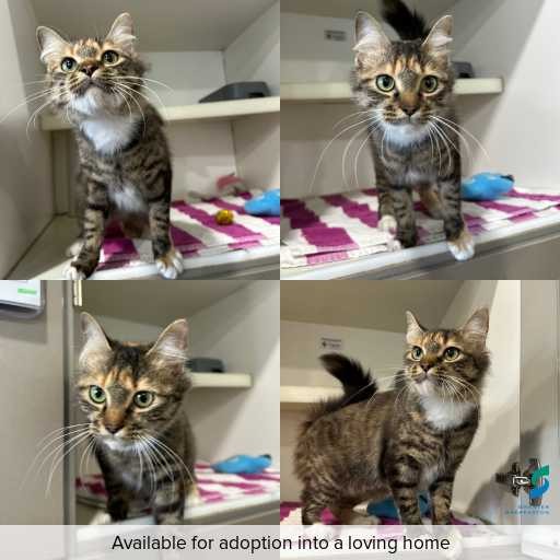 Photo of cat with ID of : C260807.