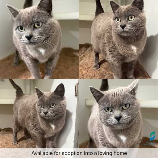 Photo of cat with ID of : C260881.
