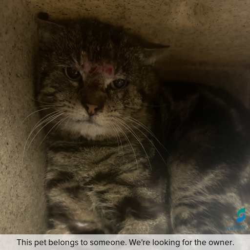 Photo of cat with ID of : C260905.