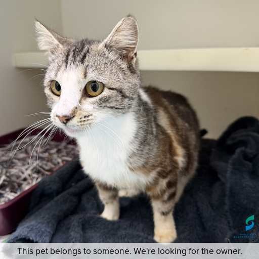Photo of cat with ID of : C260907.