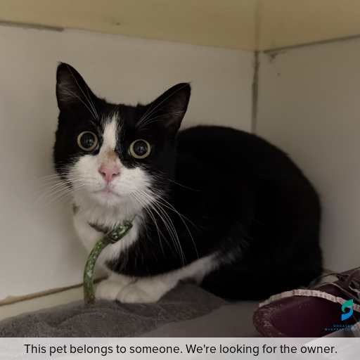 Photo of cat with ID of : C260926.