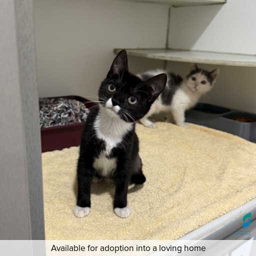 Photo of this cat.