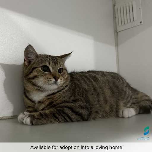ID: C250509 Photo of this cat.