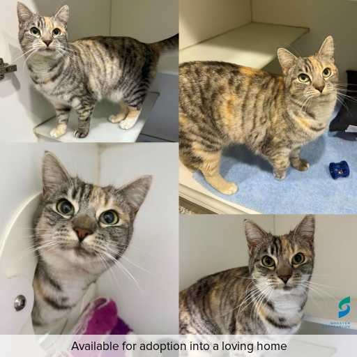 Photo of cat with ID of : C250557.