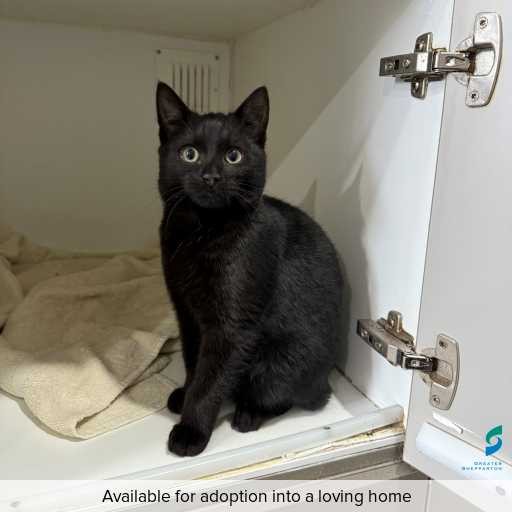 Photo of this cat.