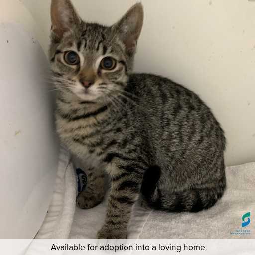 ID: C250667 Photo of this cat.