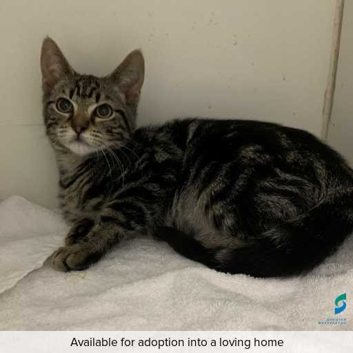 Photo of this cat.