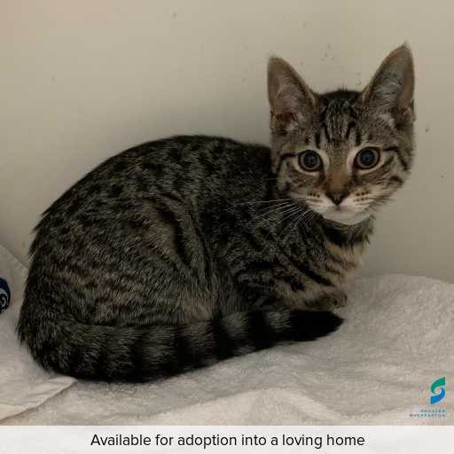 Photo of this cat.