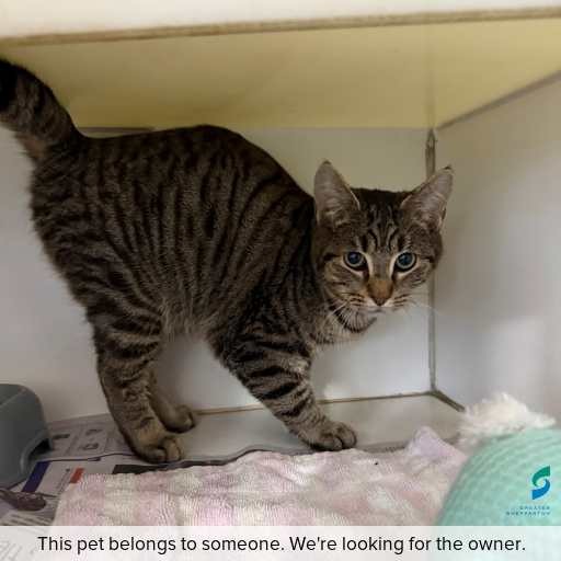 Photo of cat with ID of : C250741.