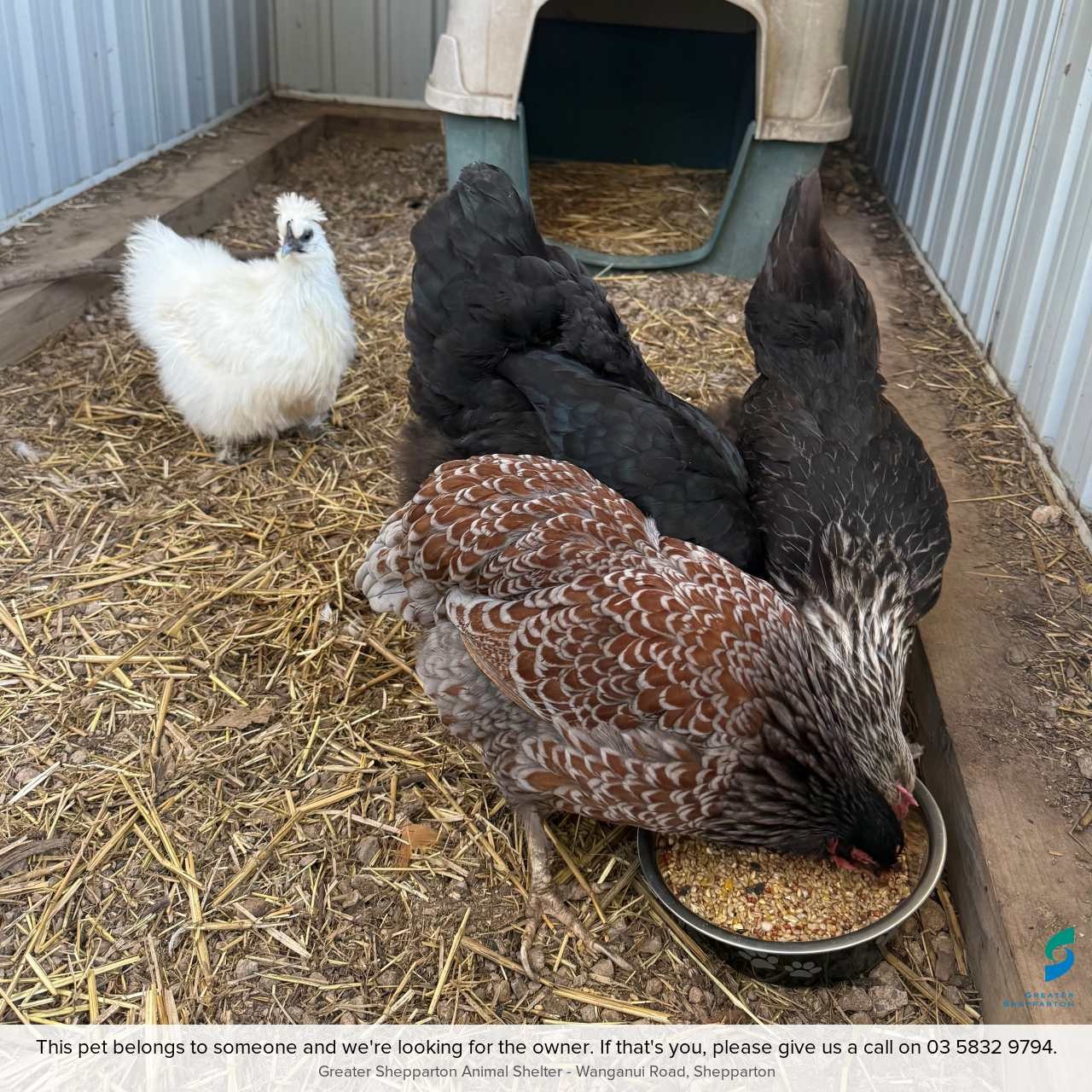 Chickens