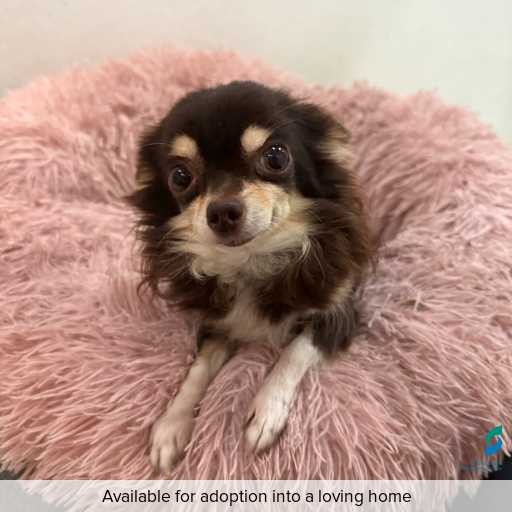 Photo of this dog.