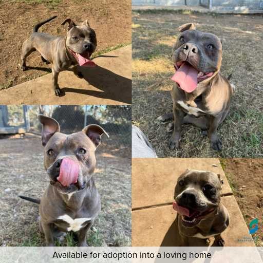 Photo of this dog.