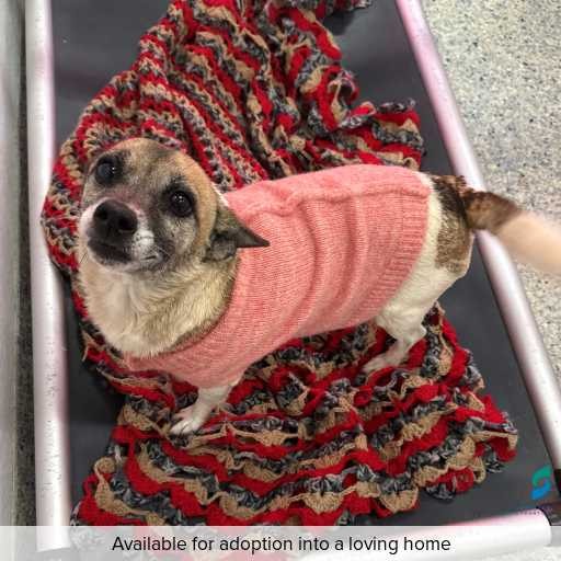 Photo of this dog.