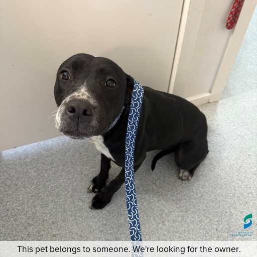 Photo of this dog.