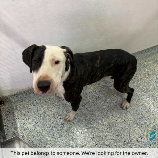 Photo of this dog.