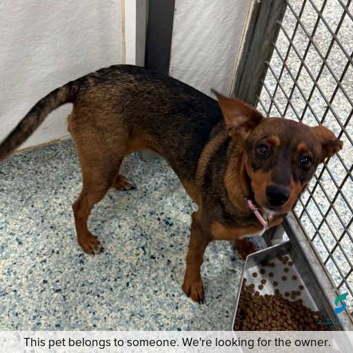 Photo of this dog.