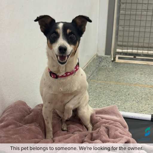 Photo of this dog.