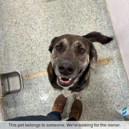 Photo of this dog.