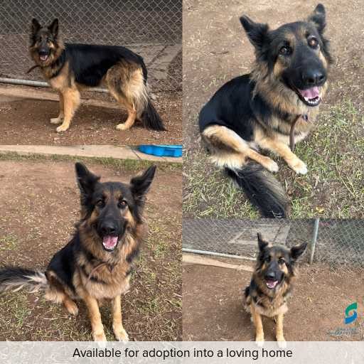 ID: D250307 Photo of this dog.