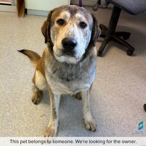 Photo of this dog.