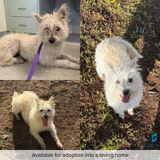 Photo of this dog.